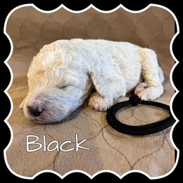 Black - White male Poodle puppy in Mauston, Wisconsin from Quiverfull Acres