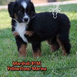 Marshall - Black tri male Miniature American Shepherd puppy in Elgin, Oregon from Cross L Miniature American Shepherds