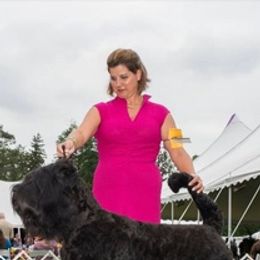 Black Russian Terriers from Cherryhills Black Russian Terriers