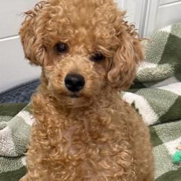 Autumn - Poodle