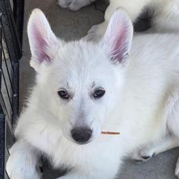 Boy 6 - White male German Shepherd puppy in Tonopah, Nevada from Mercy's White Shepherds