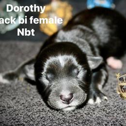 Dorothy - Black & white female Australian Shepherd puppy in El Dorado Springs, Missouri from HP Aussie Kennels
