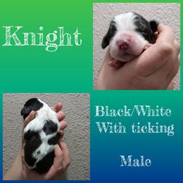 Knight - Black and white male English Springer Spaniel puppy in Florida from Thunderbird Springers