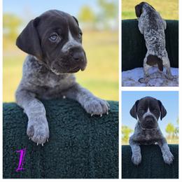 German Shorthaired Pointer Puppies from Vladimir Nikolayev