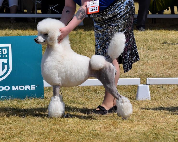 Alue Standard Poodles in Kentucky Poodle puppies Good Dog