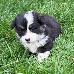 Jelly bean- Full fluff - Black and tan male Pembroke Welsh Corgi puppy in Aberdeen, Washington from Coastal country Farms