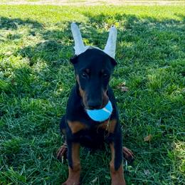 Gregory (Silver Collar) - Black and rust male Doberman Pinscher puppy in Centralia, Missouri from TopSpots Farm