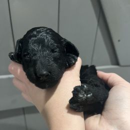 Vixen - Black female Labradoodle puppy in Monticello, Georgia from Daylin’s Doodles & Labradors