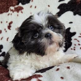 Blue and white boy - Blue and white male Shih Tzu puppy in Newark, Ohio from Gemini Kennels
