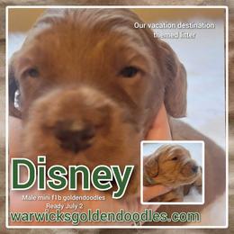 Goldendoodle Puppies from Stacy Warwick