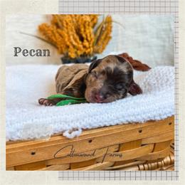 Pecan - Merle male Goldendoodle puppy in New Harmony, Indiana from Cottonwood Farms