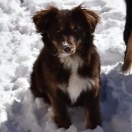 Taco - Miniature Australian Shepherd