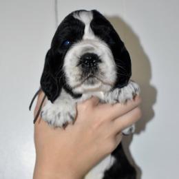 Beethoven - Black and white male English Springer Spaniel puppy in Chapmansboro, Tennessee from Balthrop Bend Farms