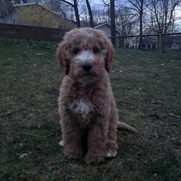 Goldendoodle Puppies from Hannah Mae Doodles