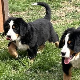 Valentina - Bernese Mountain Dog puppy in Soldiers Grove, Wisconsin from Lonesome Pine Farm