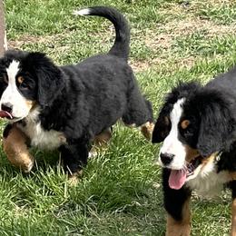 Valentina - Bernese Mountain Dog puppy in Soldiers Grove, Wisconsin from Lonesome Pine Farm