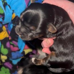 Female Traditional Yorkie - Black and tan female Yorkshire Terrier puppy in Des Moines, Iowa from Diamond Yorkshire Terriers