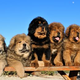 Tibetan Mastiff Puppies from DRAKYI TIBETAN MASTIFFS