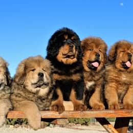 Tibetan Mastiff Puppies from DRAKYI TIBETAN MASTIFFS