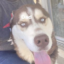 Stitch - Siberian Husky