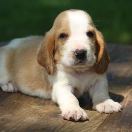 Male 3 - Red and white male Basset Hound puppy in Georgia from Huff's Hounds