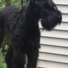 Giant Schnauzers from Vom Mutter Haus Working Riesenschnauzers