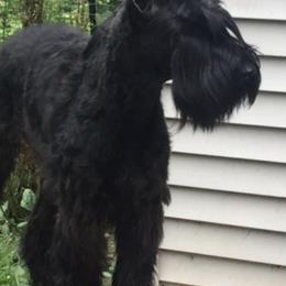 Giant Schnauzers from Vom Mutter Haus Working Riesenschnauzers