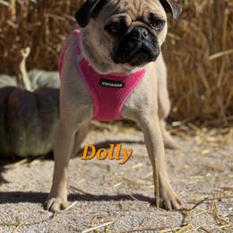 Dolly - Pug