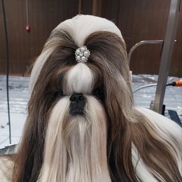 Parsley - Shih Tzu