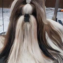 Parsley - Shih Tzu