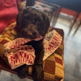 Patches - Chocolate male Australian Labradoodle puppy in Eagle, Wisconsin from Fruitful Beginnings,LLC