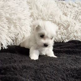 Lily - White female Maltese puppy in Austin, Texas from Austin Maltese Babies