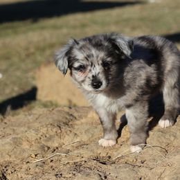 Australian Shepherd, Miniature Australian Shepherd, and Toy Australian Shepherd Puppies from Elmo’s Toy and Miniature Australian Shepherds