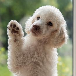 Xaden - Parti male Poodle puppy in Spring Hill, Florida from Lecanto Puppy
