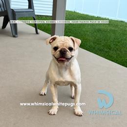 Dumpling - White male Pug puppy in Cleveland, Ohio from Whimsical White Pugs - Quality Comes First! We offer Flight Nanny Services for Additional Fee.