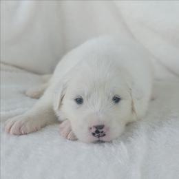 Orange - White male Great Pyrenees puppy in Yakima, Washington from Naches Heights Ranch