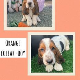 Basset Hound Puppies from Jen's Bassets