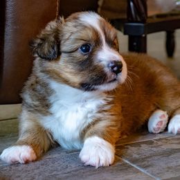 Cardigan Welsh Corgi Puppies from Rochar Cardigan Welsh Corgis