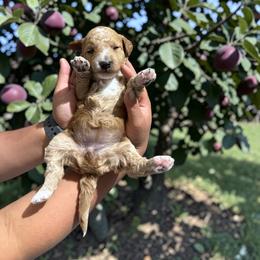 Plum - Apricot female Goldendoodle puppy in Gainesville, Florida from Pet Inn Xxweetdoodles