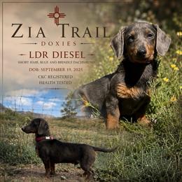 Diesel - Dachshund