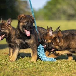 German Shepherd Puppies from Sommerfeld German Shepherds