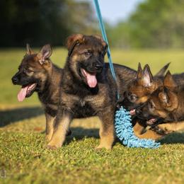 German Shepherd Puppies from Sommerfeld German Shepherds