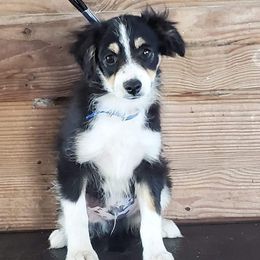 Australian Shepherds from Bar-F Kennels