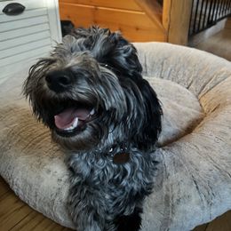 River - Goldendoodle