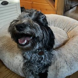 River - Goldendoodle