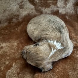 Dachshund Puppies from Tabatha’s Miniature Dreams