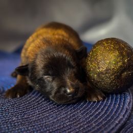 Belgian Malinois Puppies from Fromage Malinois