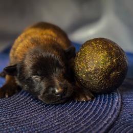 Belgian Malinois Puppies from Fromage Malinois