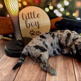 Black Bart Silver Merle male - Merle male Labradoodle puppy in Kingston, Georgia from CC Familydoodles