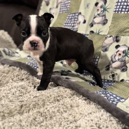Oliver - Black and white male Boston Terrier puppy in Spokane Valley, Washington from Saltese Acres Boston Terriers